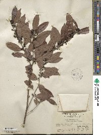 Ilex triflora image