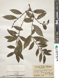 Ilex viridis image