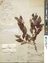 Ilex viridis image