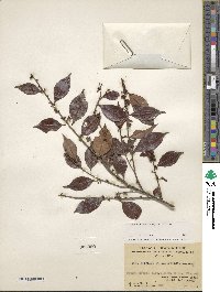 Ilex viridis image