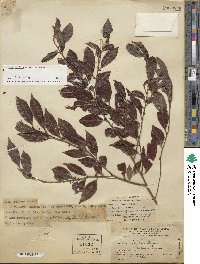 Ilex viridis image