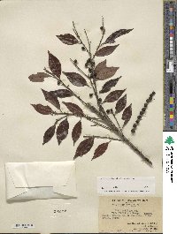 Ilex viridis image