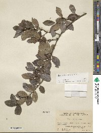 Ilex viridis image