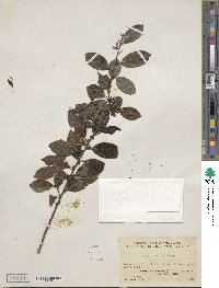 Ilex viridis image