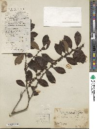 Ilex viridis image