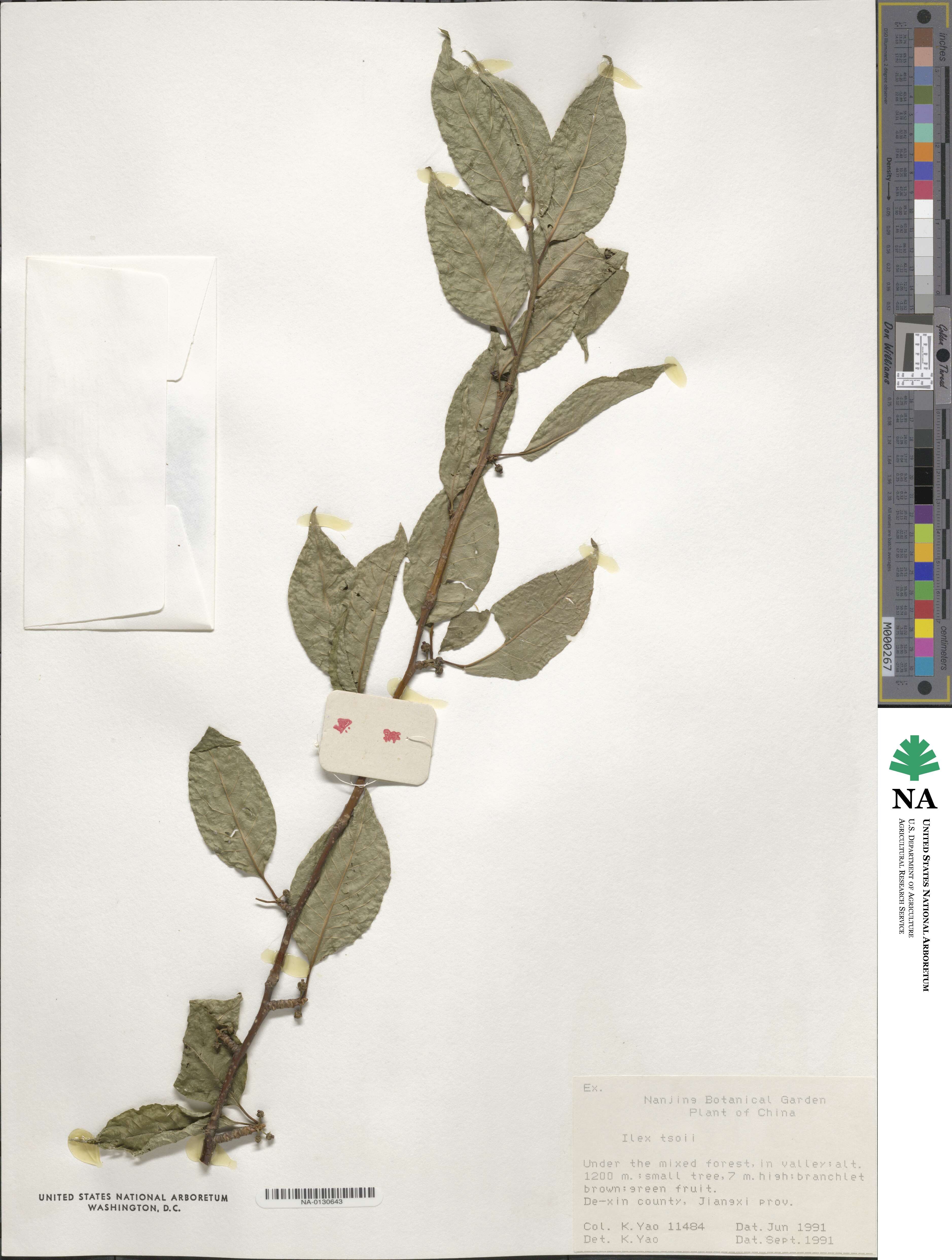 Ilex tsoii image