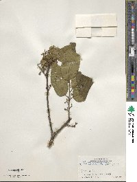 Ilex umbellulata image