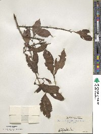 Ilex umbellulata image