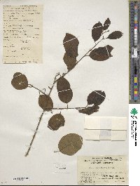 Ilex umbellulata image