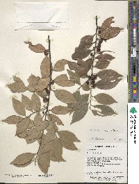 Ilex vomitoria image