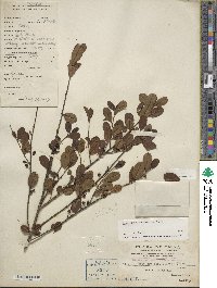 Ilex vomitoria image