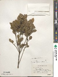 Ilex vomitoria image