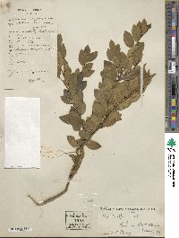 Ilex vomitoria image