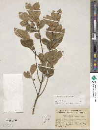 Ilex vomitoria image