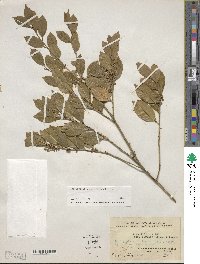 Ilex vomitoria image