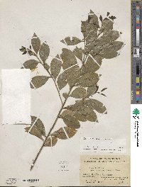 Ilex vomitoria image