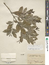 Ilex vomitoria image