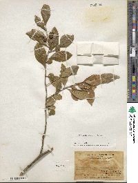 Ilex vomitoria image