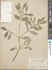 Ilex vomitoria image