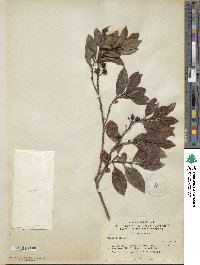 Ilex vomitoria image