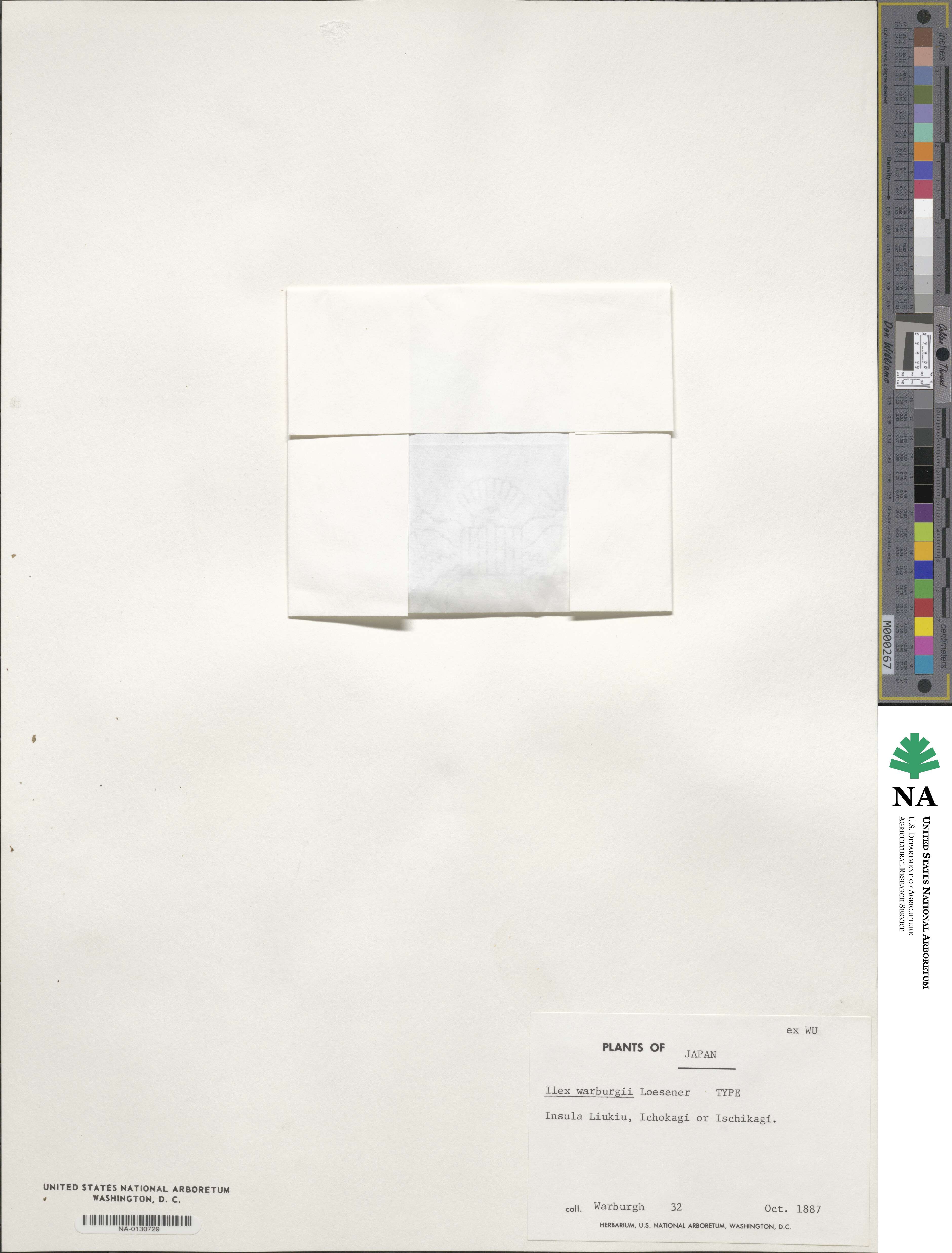Ilex warburgii image