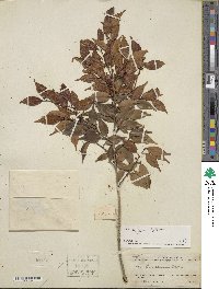 Ilex wilsonii image