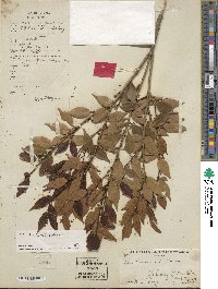 Ilex wilsonii image