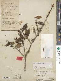 Ilex wilsonii image