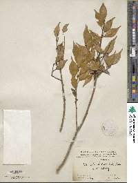 Ilex wilsonii image