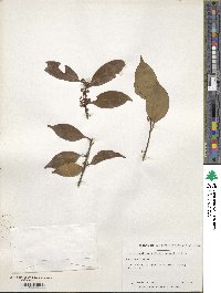 Ilex wilsonii image