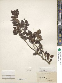 Ilex yunnanensis image