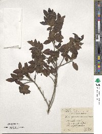 Ilex yunnanensis image