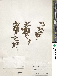 Ilex yunnanensis image