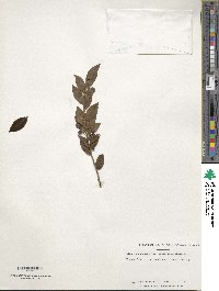 Ilex yunnanensis image