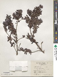 Ilex yunnanensis image