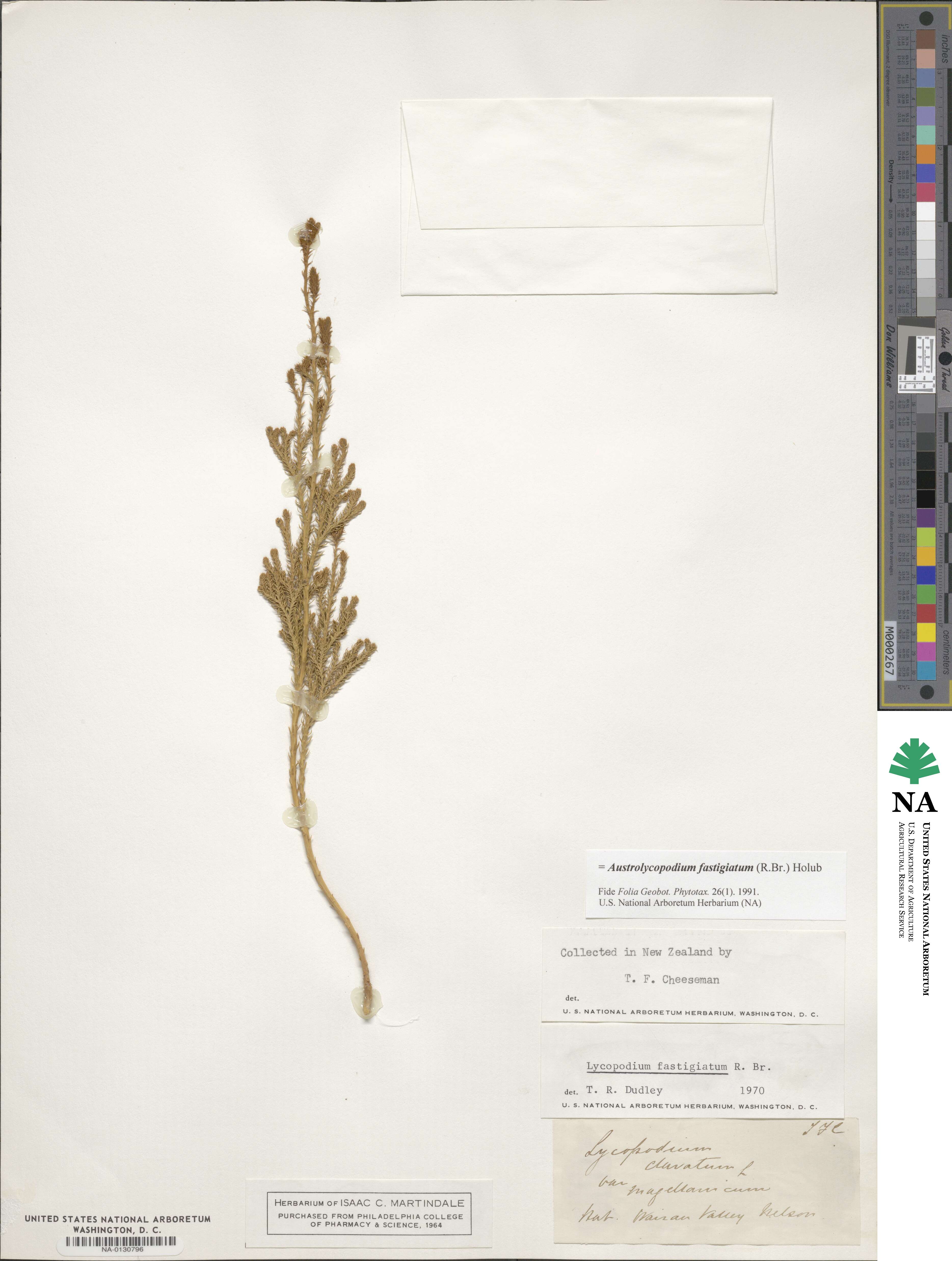 Austrolycopodium fastigiatum image