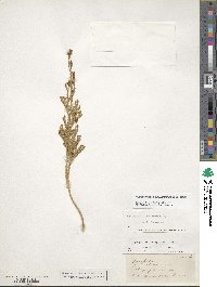 Image of Austrolycopodium fastigiatum