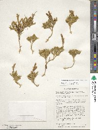 Austrolycopodium magellanicum image