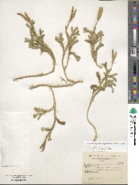 Austrolycopodium magellanicum image