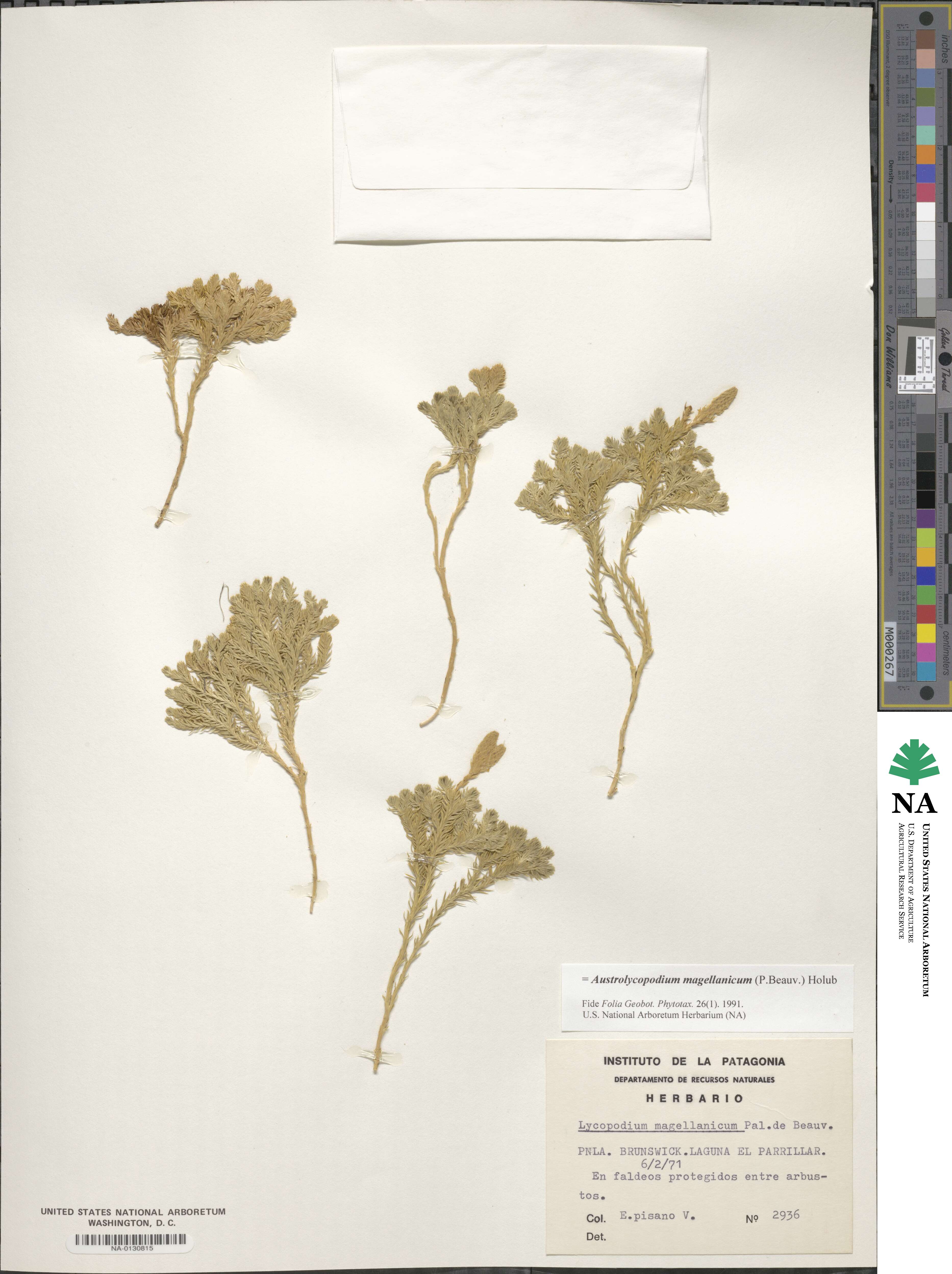 Austrolycopodium magellanicum image