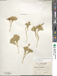 Austrolycopodium magellanicum image