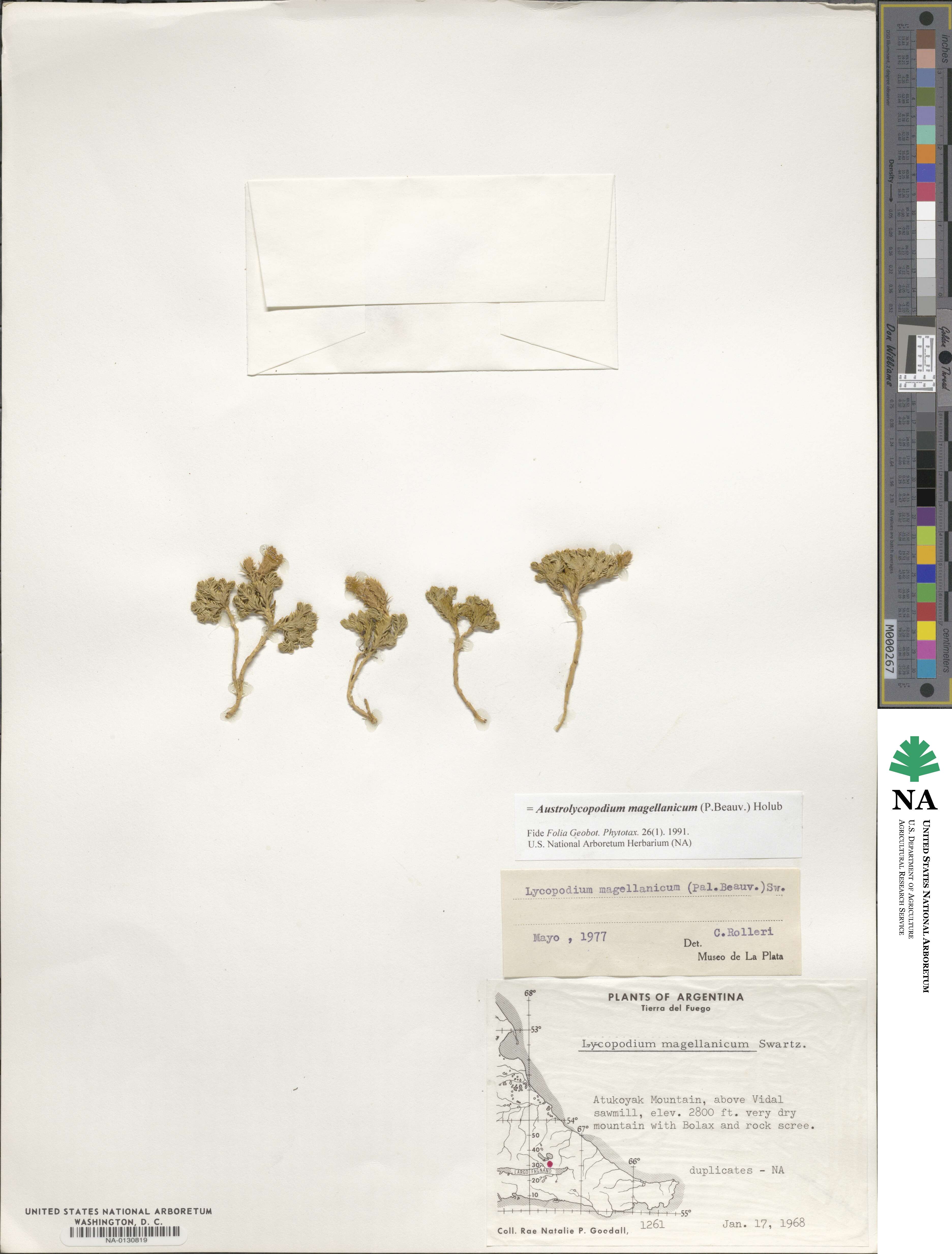 Austrolycopodium magellanicum image