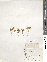 Austrolycopodium magellanicum image