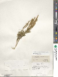 Austrolycopodium magellanicum image