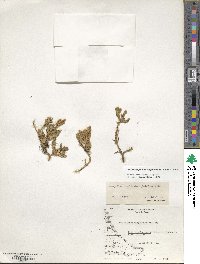 Austrolycopodium magellanicum image