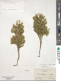 Austrolycopodium paniculatum image