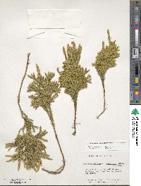 Dendrolycopodium dendroideum image