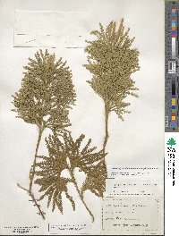 Dendrolycopodium dendroideum image