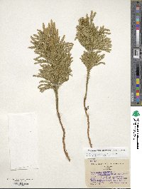 Dendrolycopodium dendroideum image