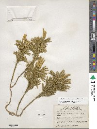 Dendrolycopodium dendroideum image